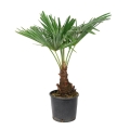Trachycarpus Fortunei sadzonka w donicy 4C