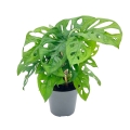 Monstera Monkey Mask  atrakcyjna cena