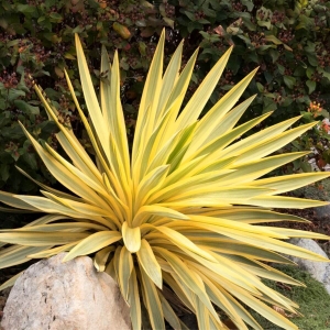 Juka gloriosa Citrus Twist ⌇  Yucca gloriosa