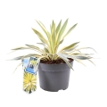 Juka gloriosa Citrus Twist sadzonka w dużej donicy