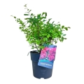 Lagerstroemia Czerwona sadzonka w donicy 10l.jpeg