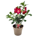 Adenium sadzonka  p13