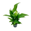 Spathiphyllum Pearl Cupido mała sadzonka