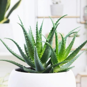 Aloes drzewiasty ⌇ Aloe arborescens