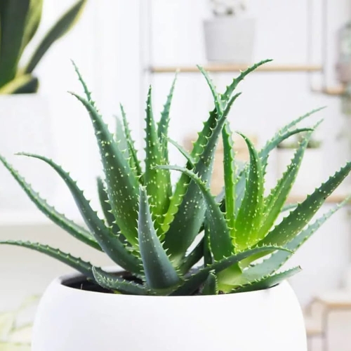 aloe vera germany Bio Aloe Vera Gel 99% | natrliche Hautpflege