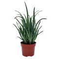 Aloes drzewiasty - sadzonka