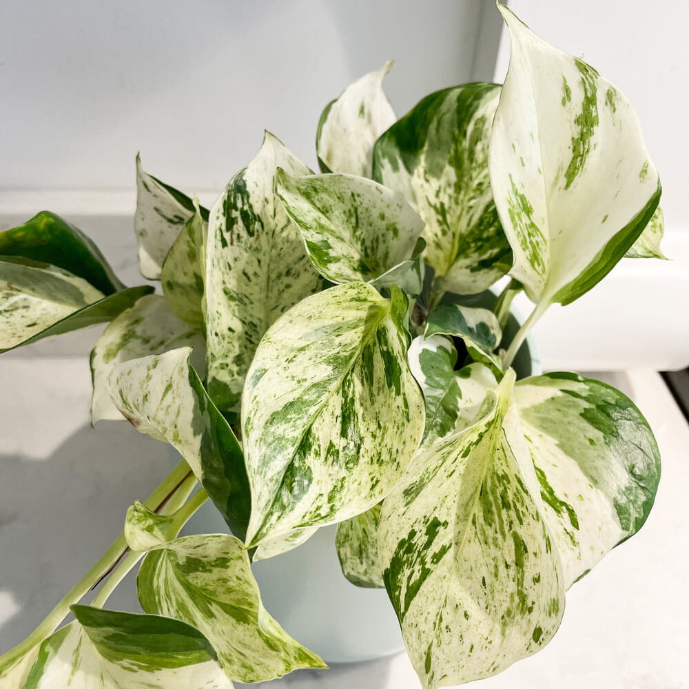 Epipremnum Heapy Leaf sadzonka