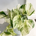 Epipremnum Heapy Leaf sadzonka