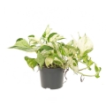 Epipremnum Happy Leaf sadzonka w donicy
