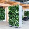 Epipremnum Heapy Leaf roślina do ogrodu wertykalnego