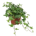 Bluszcz Hedera Helix sadzonka w donicy