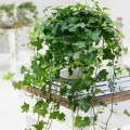 Bluszcz hedera helix sadzonka