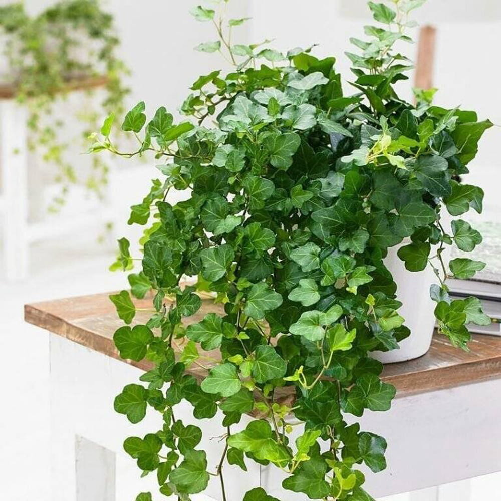 Bluszcz Hedera Wonder sadzonka
