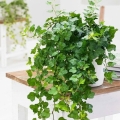 Bluszcz Hedera Wonder sadzonka