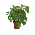 Monstera minima sadzonka w donicy p12
