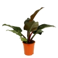 Filodendron Imperial Red (Philodendron) cena