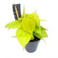 Filodendron Lemon Lime ciekawe pnącze