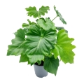 Philodendron Shangri La duże liście