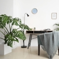 Monstera dziurawa C5 w biurze