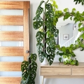 Monstera Monkey Mask C2 pnącze