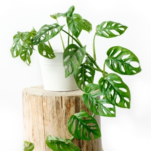 Monstera Monkey Mask C2 ⌇ Monstera adansonii