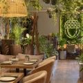 Chamedora wytworna c4 roślina do restauracji