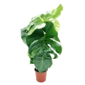 Monstera Dziurawa duża sadzonka