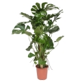 Monstera deliciosa C5 P24