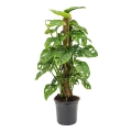 Monstera Monkey Mask p21 C4