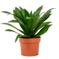 Dracena compacta p12
