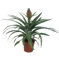 Ananas sadzonka w donicy p12