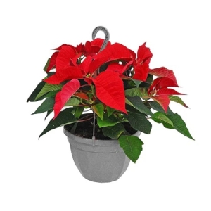 Gwiazda Betlejemska Poinsecja w koszu Czerwona ⌇ Euphorbia pulcherrima