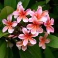 Plumeria Hawaiian Opal Pink