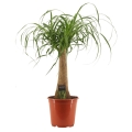 Nolina Beaucarnea recurvata C4