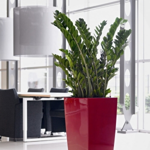 Zamiokulkas C4 ⌇ Zamioculcas zamiifolia