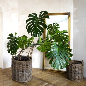 Monstera Dziurawa C5 ⌇ Monstera deliciosa