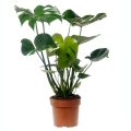 Monstera dziurawa sadzonka p17