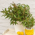 eukaliptus cytrynowy sadzonka 3l