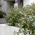 Eukaliptus Cytrynowy sadzonka na patio