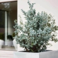 Eukaliptus Silverana sadzonka