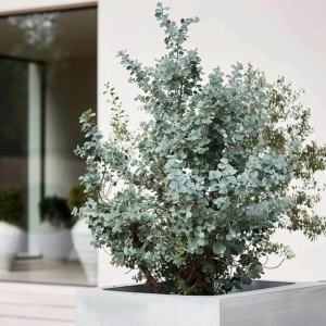 Eukaliptus niebieski Silverana ⌇ Eucalyptus gunnii  C5