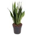 Sanseweria zaylenica p19 sadzonka