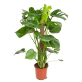 Monstera deliciosa p19 z palikiem.jpg