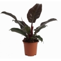 Filodendron Imperial Red p19 sadzonka