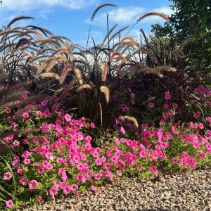 Rozplenica Rubrum ⌇ Pennisetum advena C2
