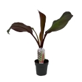 Bananowiec Red Banana Maurelii sadzonka w doniczce P12