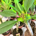 Plumeria Hawaiian sadzonka różowe kwiaty