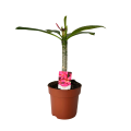 Plumeria Hawaiian Opal Pink roślina w donicy