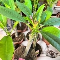 Plumeria rubra roślina jeden pęd