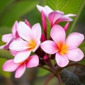 Plumeria Hawaiian Opal Pink 1 pęd sadzonka